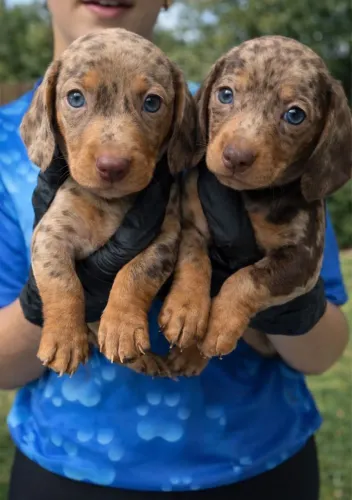 Dachshund Arlequim chocolate 