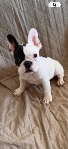 Filhote de Buldogue Francês macho