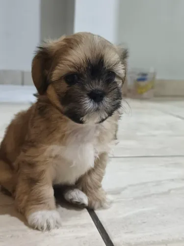 Filhote de Shitzu - cachorro
