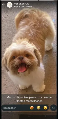 Procuro namorada p Shih tzu branco com fígado 