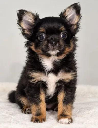 Chihuahua Pelo Longo Macho