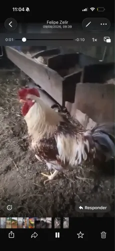 Galo e galinha sertaneja balão