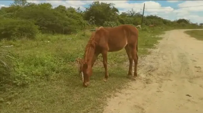 Vendo potra