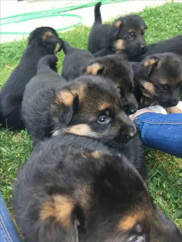 Filhote Rottweiler, Seu coração está pronto para esse amor incondicional?