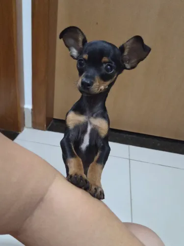 Filhote de Pinscher Mini - Macho