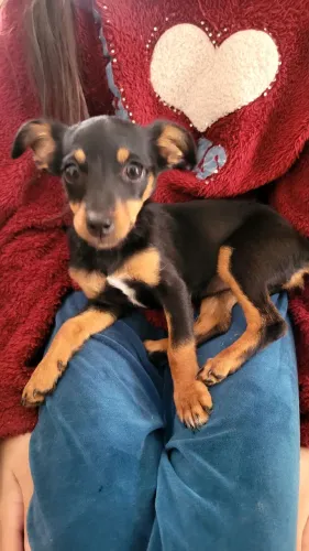 Pinscher fêmea 4 meses