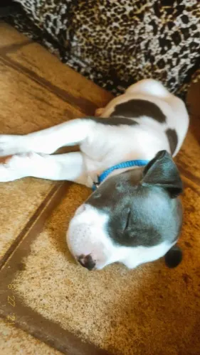 Vendo um cachoro america bully