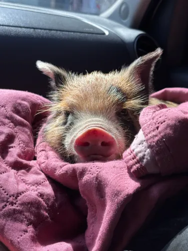 Mini pig