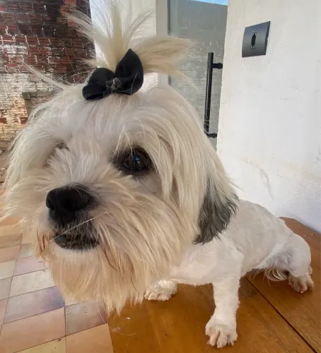 Shih tzu fêmea adulta