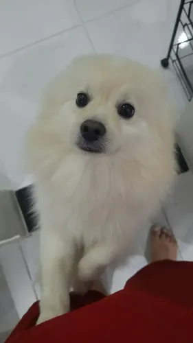 SPITZ ALEMÃO, O CACHORINHO DA REALEZA