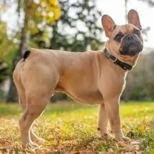 Buldog francês, apenas 400 reais