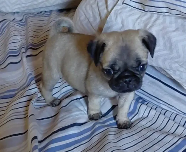 Pug Macho 