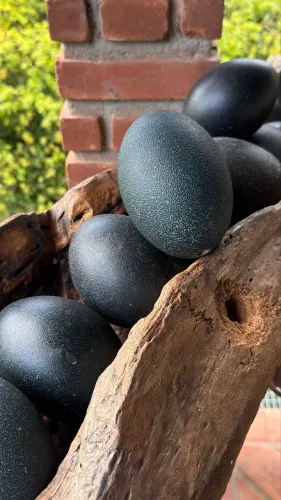 ? OVOS DE EMU VAZIOS PARA ARTESANATO