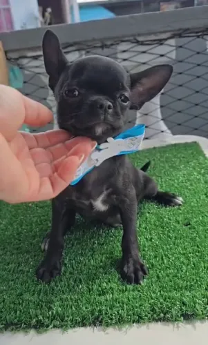 Chihuahua pelo curto filhote macho Black á venda