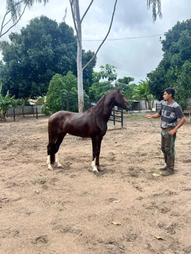 CAVALO MANGALARGA 