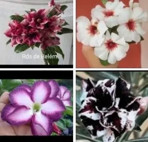 Rosas do deserto (pré-venda)