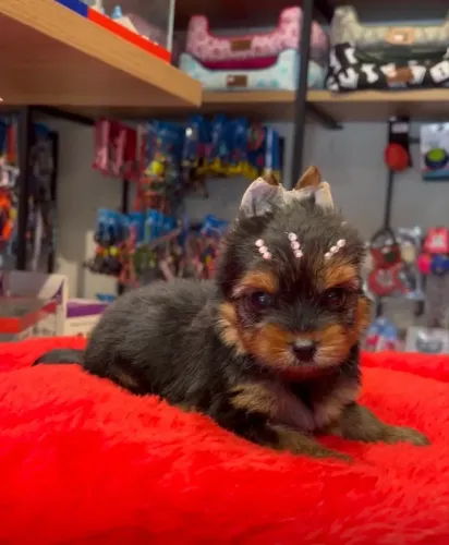 Vendo filhote de Yourk fêmea