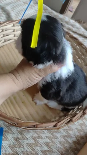 Vendo shitzu