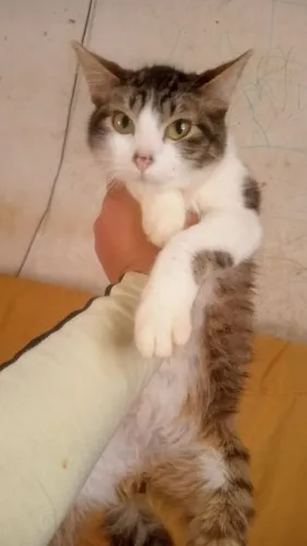 Doa se lindos gatinhos machinhos, 2 peludos, 4 meses, vermifugados-Diadema SP