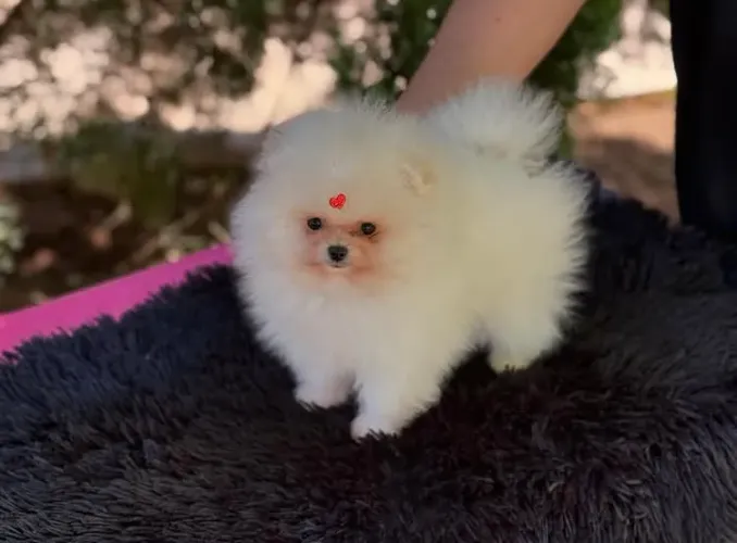 Lulu da pomeranea 
