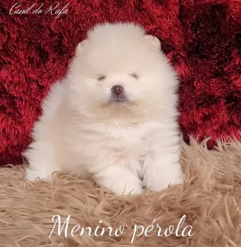 SPITZ ALEMÃO ANÃO 