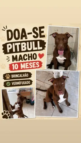 Pit Bull macho 10 meses