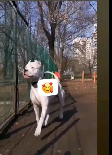 Dog Argentina 