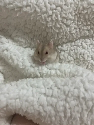 Hamster anão russo