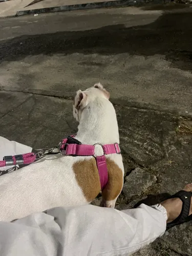 Doação Pit bull