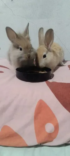 Vendo coelhos cabeça de leão