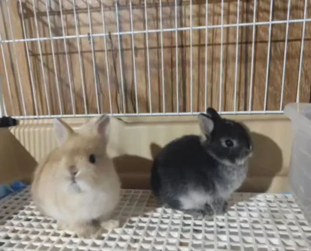 Coelho mini lop perto do desmame