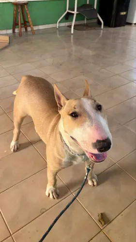 Bull Terrier Fêmea