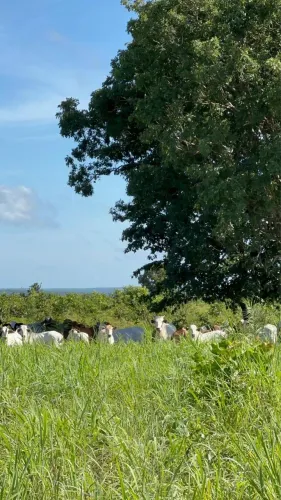 Aluguel de Pasto Próximo a Palmas - 500 Cabeças - Estrutura Nova