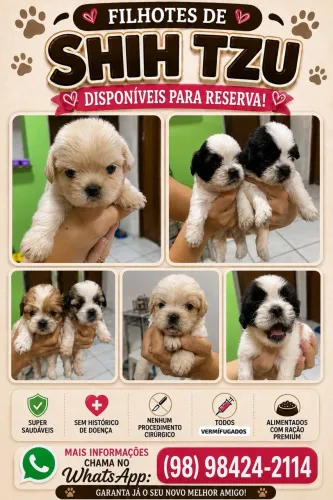 Filhotes de Shih Tzu- Puros