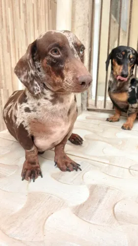 Teckel  Arlequim machos