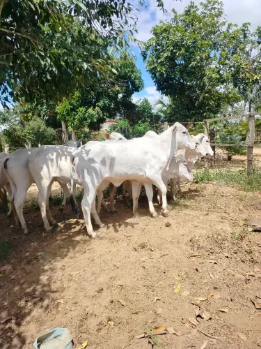 Vendo 12 bezerra