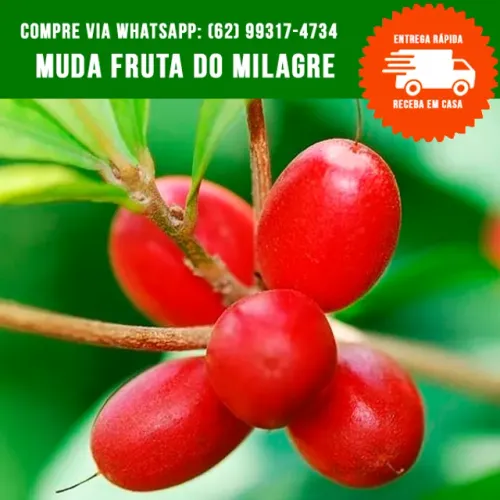 Muda de Fruta do Milagre