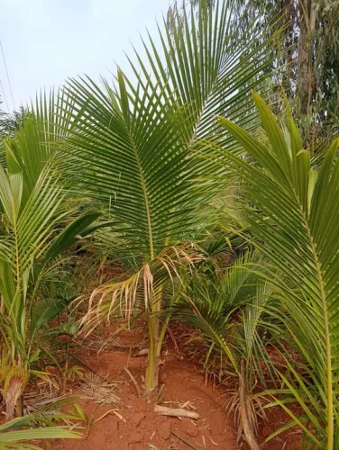 Coco anão legítimo 