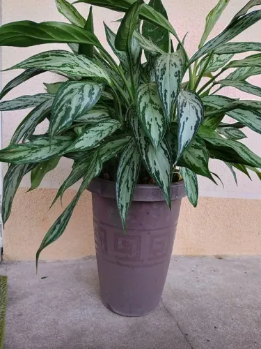 Planta de vaso, linda e saudável!