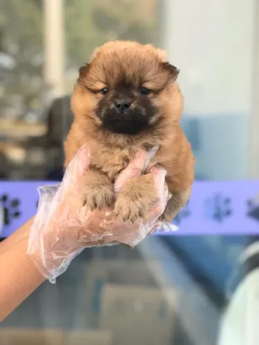 Chow chow- Machinho bolinha de pelo com 50 dias, top -Dani