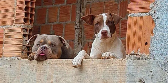 Filhotes de Pitbull com American bully pocket