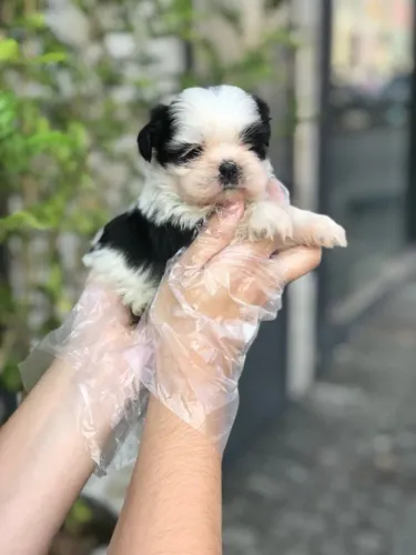 Shih Tzu Todas as cores, Assistência Veterinária gratuita