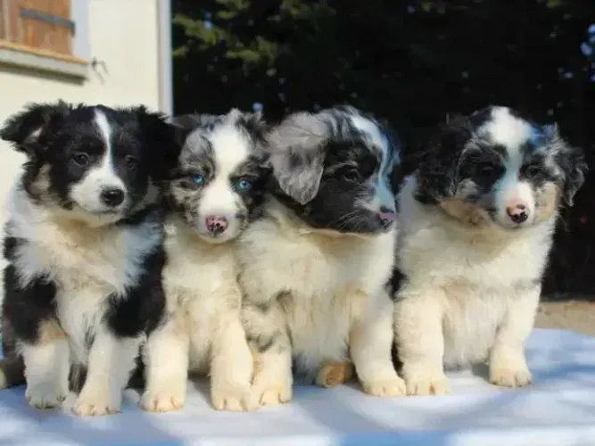 Pastor Australiano com ótimo padrão