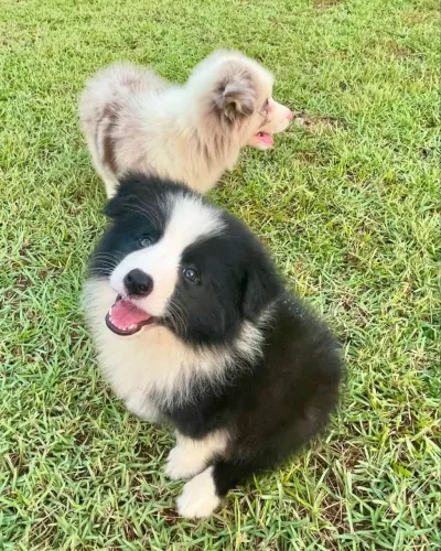 Filhote border collie, Criados Com Amor e Prontos Para Fazer Parte da Sua Família!