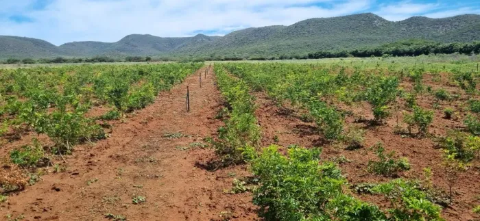 FAZENDA NO VALE DO SÃO FRANCISCO - beira do lago de sobradinho.