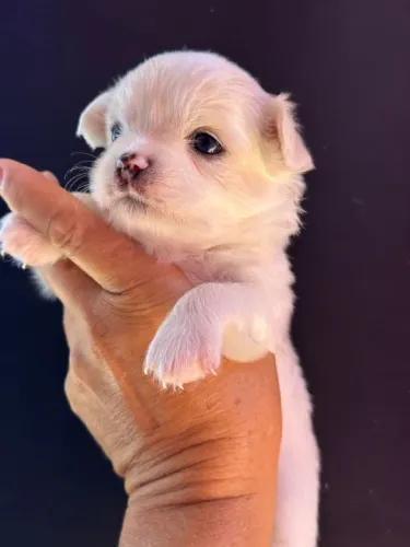 Chihuahua Pequeno Branco Fêmea - Extremamente Meiga e Sociável! 