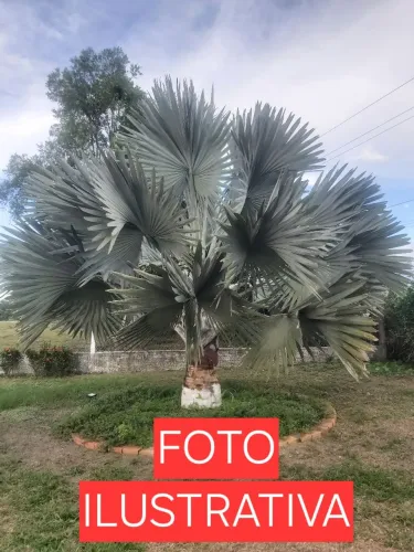 MUDAS DE PALMEIRA AZUL 