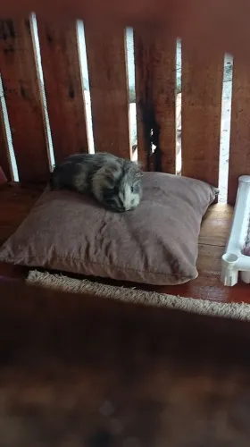 Filhote Porquinho da índia disponível 