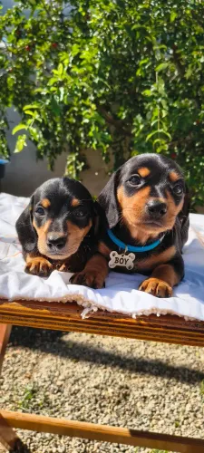 Dachshund Basset salsicha original 