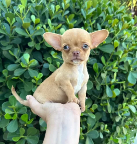 Filhote de chihuahua